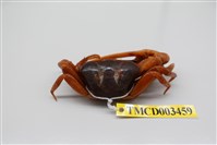 藏品(北方丑招潮蟹)的圖片